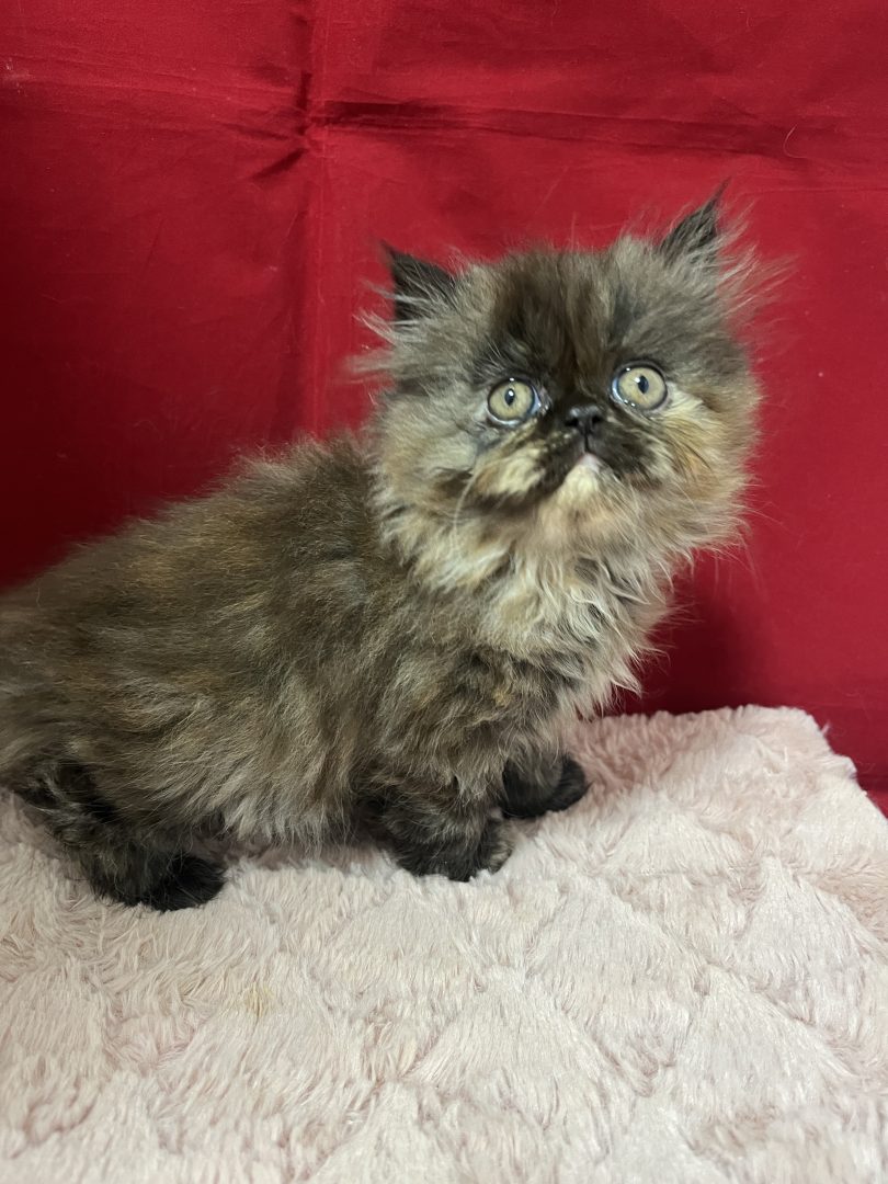 エキゾチックロングヘアの子猫：可愛いサビちゃん| 子猫を探す|富山県